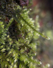 Ctenidium