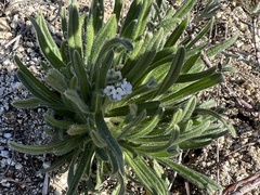 Cryptantha intermedia