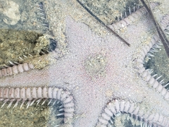 Astropecten armatus