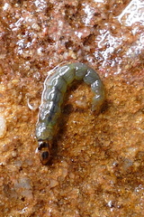 Rhyacophiloidea