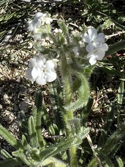 Cryptantha intermedia