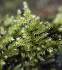 Ctenidium