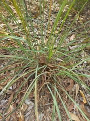 Cymbopogon refractus