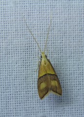 Crocanthes prasinopis