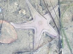 Astropecten armatus