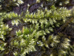 Ctenidium