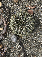 Evechinus chloroticus