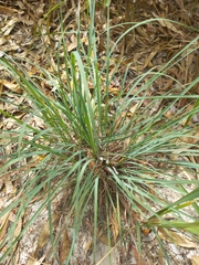 Cymbopogon refractus