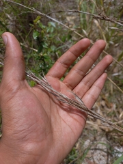 Cymbopogon refractus