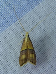 Crocanthes prasinopis