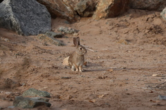 Sylvilagus audubonii
