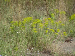 Euphorbia seguieriana