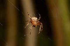 Neoscona theisi