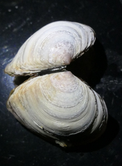 Macoma