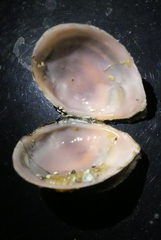 Macoma