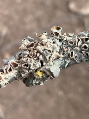 Punctelia bolliana