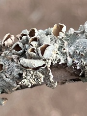 Punctelia bolliana