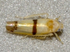 Empoa gillettei