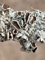 Punctelia bolliana