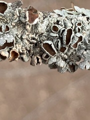 Punctelia bolliana
