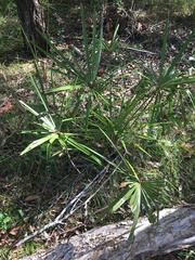 Livistona decora