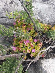 Drosanthemum stokoei