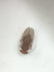 Ectopsocidae