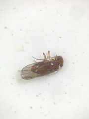 Ectopsocidae