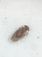 Ectopsocidae