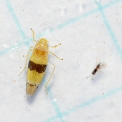 Empoa