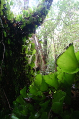 Hymenophyllum nephrophyllum