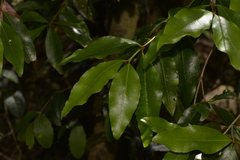 Austrobuxus swainii