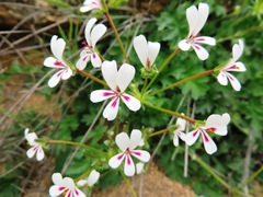 Pelargonium pulchellum