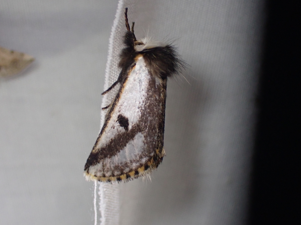 Black Spot Moth from 36 Woodlands Rd, Tuerong VIC 3915, Australia on ...