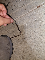 Tantilla melanocephala