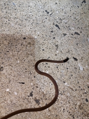 Tantilla melanocephala