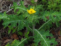 Argemone mexicana