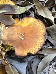 Omphalotus olivascens