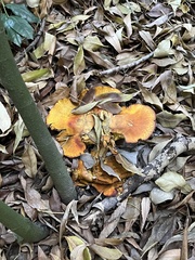 Omphalotus olivascens