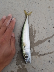 Scomber australasicus