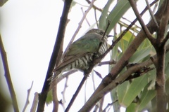 Chrysococcyx lucidus