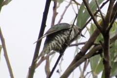 Chrysococcyx lucidus