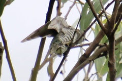 Chrysococcyx lucidus