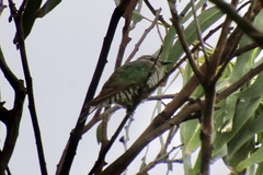 Chrysococcyx lucidus