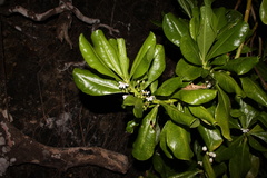Calophyllum inophyllum