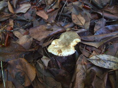 Lactarius pallidiolivaceus
