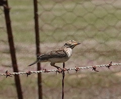Galerida magnirostris