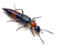 Paederus cruenticollis