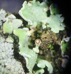 Cladonia asahinae