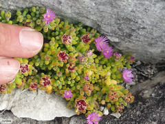 Drosanthemum stokoei